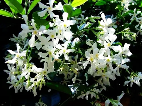Vista 2 de Flor de jazmín perfumada rara fácil de cultivar 0.18 oz Semillas