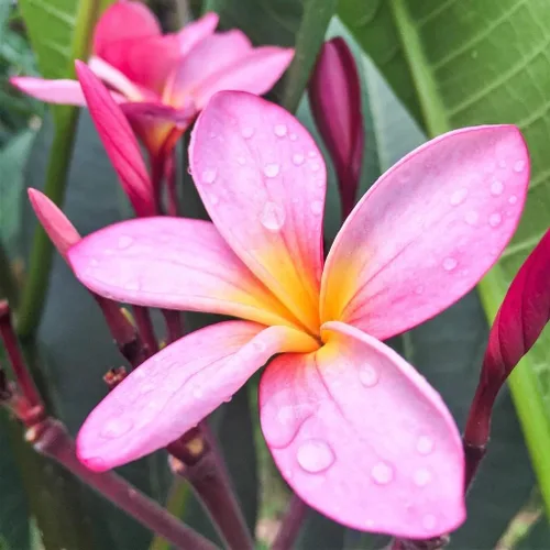 Vista 5 de Hawaiian Rare Plumeria Frangipani - Planta esquejes de planta roja, blanca, amarilla, rosa, 10 pulgadas, Discount Hawaiian Gifts LQ4 (rosa)