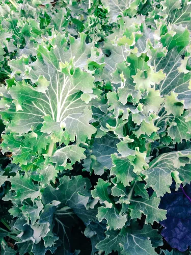 Vista 2 de Plant Good Seed Semillas orgánicas de col rizada siberiana, paquete de 200, semillas tradicionales para plantar verduras, suministros de jardinería