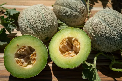 Vista 5 de Plant Good Seed Semillas orgánicas de melón helado – Paquete de 35, semillas de reliquia para plantar frutas, verduras, suministros de jardinería