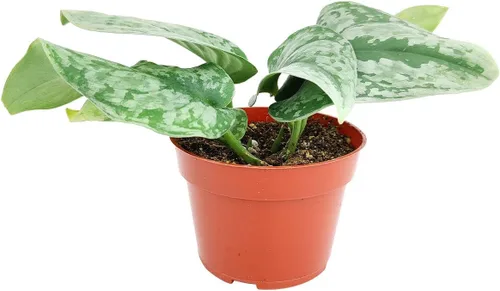 Vista 3 de Silver Splash Pothos - Scindapsus Pictus 'Exotica' (maceta cultivadora de 4 pulgadas) – Planta de interior fácil de cultivar – Planta