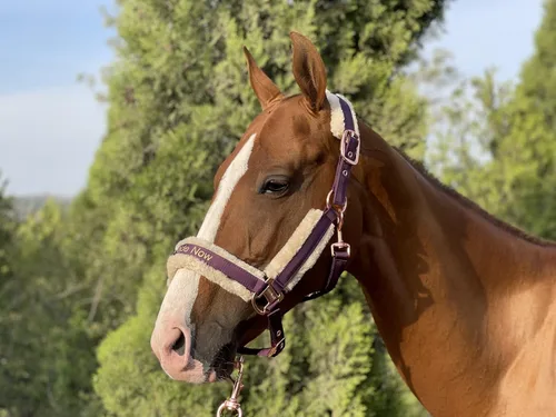 Vista 2 de Ride Now Glossy Buckle Headcollar Horse Halter with Detachable Faux Fur Band