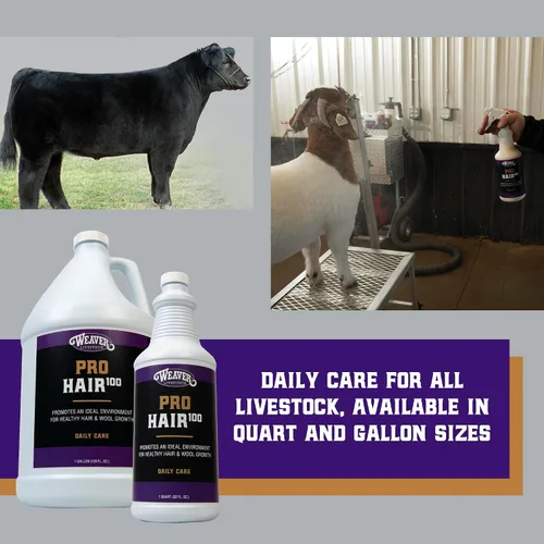 Vista 5 de Weaver Livestock ProHair100 - Acondicionador rejuvenecedor para cabello saludable y lana para ovejas, cabras, ganado y más, Showsheen Essentials
