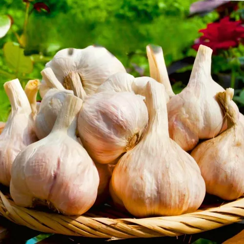 Vista 11 de 1 Libra de Ajo Duro de Cuello para Plantar en Otoño, Bulbo de Ajo Grande para Plantar, Fresco y Alta Rendimiento, Resistente al Frío, Plantación