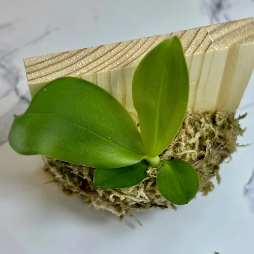 Vista 4 de Phalaenopsis KS Super Zebra 'Golden Zebra' - Llamativa orquídea a rayas de color amarillo dorado, fácil de cultivar, excepcionalmente vistosa