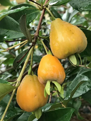 Vista 3 de Eugenia Luschnathiana PITOMBA Planta en maceta Árbol de maceta de inicio de frutas 4-6034