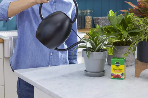 Vista 6 de Miracle-Gro Alimento vegetal soluble en agua, 8 onzas (paquete de 12)