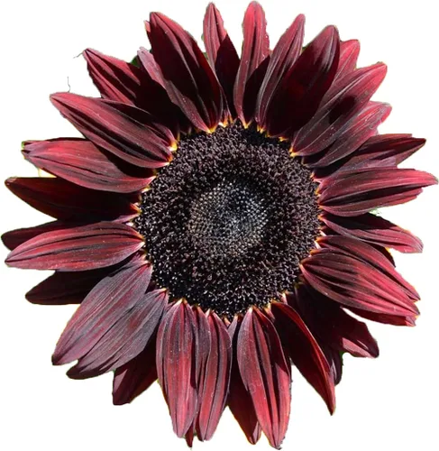 Vista 3 de UtopiaSeeds - Semillas de girasol de cereza y chocolate, hermoso girasol rojo profundo