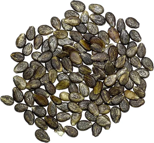 Vista 4 de Seed Needs Semilla de sandía dulce carmesí para plantar reliquia sin OMG 1 paquete