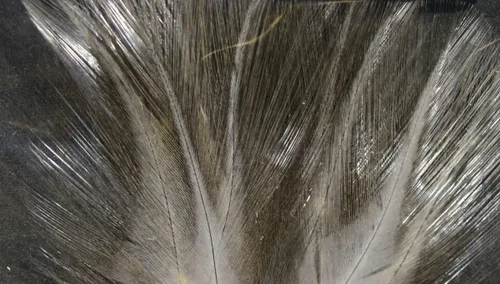 Vista 9 de Hareline Fly Tying Coq De Leon Feathers for Dry Fly Tails, Nymphs, and Euro Patterns Barrado moteado Aconchado
