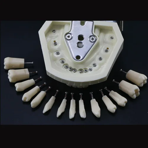 Vista 6 de Dientes dentales Typodont modelo 28 dientes extraíbles compatibles con Kilgore Nissin Estudio de enseñanza completamente desmontable, con un