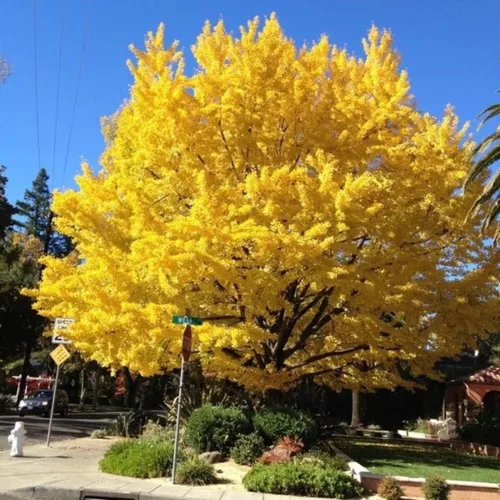 Vista 4 de UIOTER Árboles de ginkgo biloba vivos, plantas vivas, 6 a 12 plantas de semillero de árboles de ginkgo de altura, árboles de gingko vivos, plantas