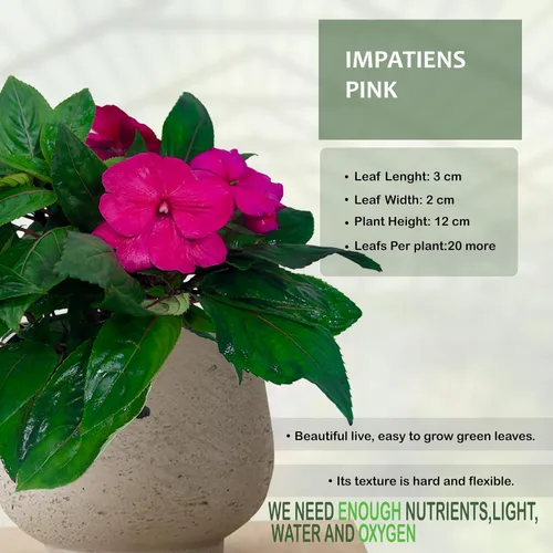 Vista 3 de LEAL PLANTS ECUADOR Impatiens Pink 2 Pack – Anual floreciente exuberante con flores rosas suaves, planta tropical de fácil cuidado, purificadora