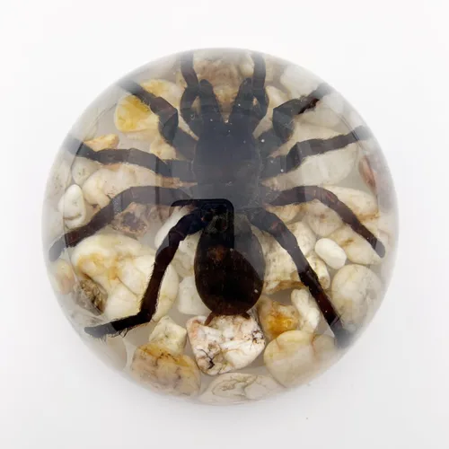 Vista 11 de Especímenes reales de cigarras en resina, pisapapeles artesanales, colección de taxidermia de animales para educación científica y adorno de cicada