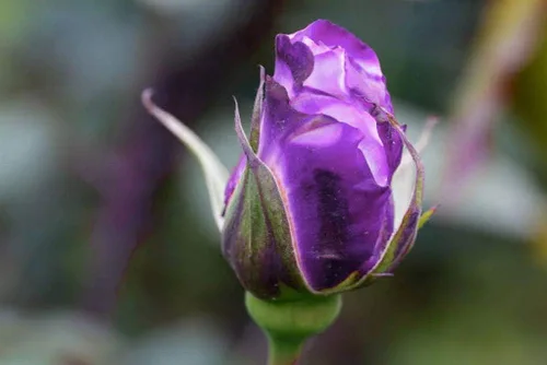 Vista 2 de Bonsai Alemania - Rosas moradas raras, 30 unidades, semillas de reliquia de rosa dragón