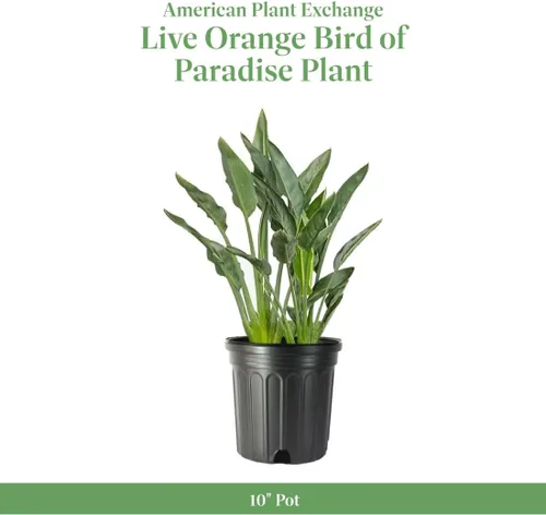 Vista 2 de American Plant Exchange Pájaro del paraíso naranja vivo, maceta de 10 pulgadas, planta tropical con follaje audaz y flores exóticas, planta