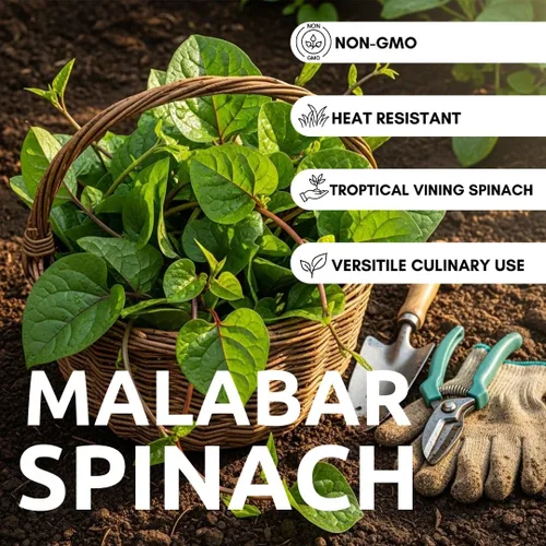 Vista 2 de Más de 100 semillas de espinaca verde Malabar Espinaca enredadera amante del calor, de rápido crecimiento Hojas tiernas y nutritivas