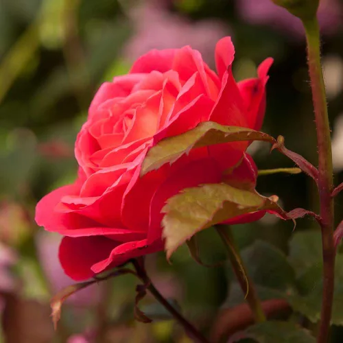 Vista 5 de Heirloom Roses Rose Plant - Star of The Nile™ Pink Rose Bush, planta viva arbusto para plantar al aire libre