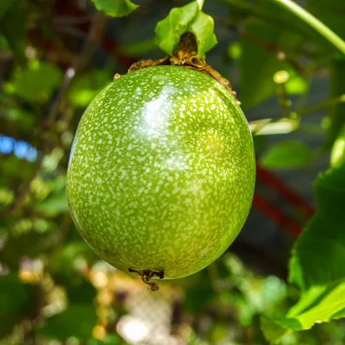 Vista 4 de CarpetC - Más de 50 semillas de maracuyá para plantar, fruta dulce de crecimiento rápido para el jardín del hogar