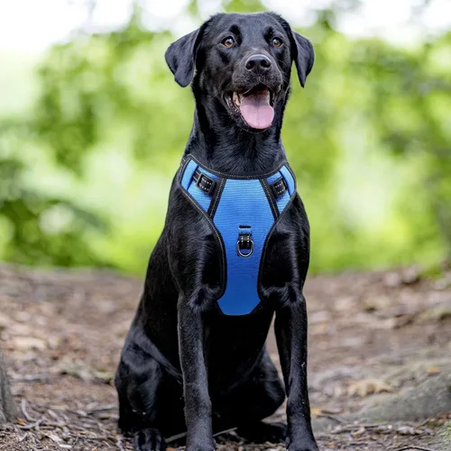Vista 8 de Arnés de seguridad LED para perro, chaleco con luz para perro, arnés sin tirones, arnés recargable brillante para mascotas para caminar por la noche