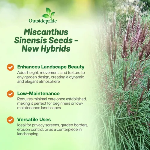 Vista 3 de Outsidepride - 250 semillas de la hierba ornamental perenne Miscanthus Sinensis Early Hybrids [Chinese Silver Grass] para sembrar