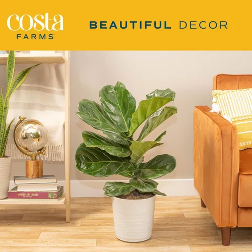 Vista 3 de Costa Farms Ficus Lyrata, higo vivo de hoja de violín, árbol de interior, Jardinera de decoración