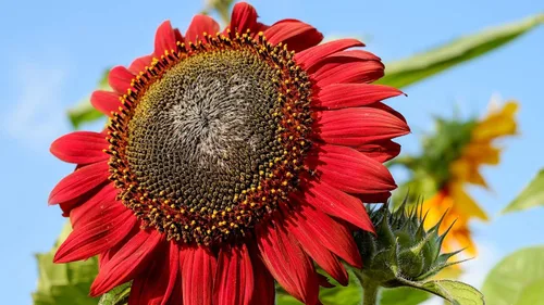 Vista 2 de Semillas Moulin Rouge Girasol Ornamental Rojo Flores Anuales