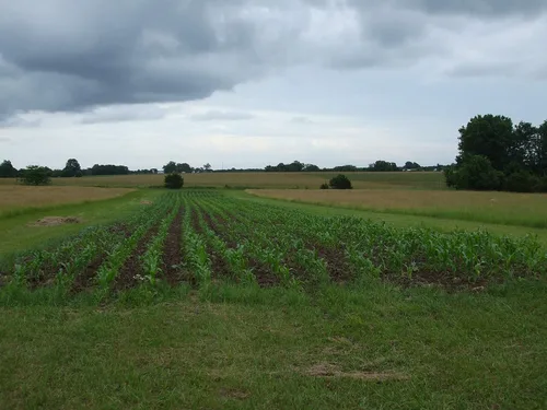 Vista 7 de 1 libra de libra Reid's Yellow Dent Field Corn Open Polinated Non GMO Reids USA