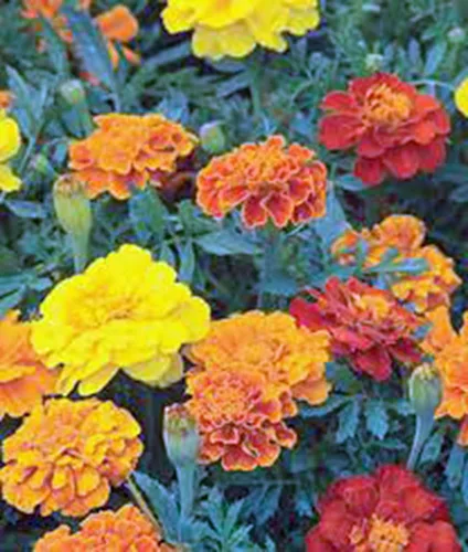 Vista 2 de Merigold francés más de 100 semillas, hermosa flor en varios