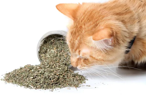 Vista 3 de Hierba gatera, mezcla premium segura para gatos, infundida con la máxima potencia por la que tu gatito seguramente se volverá loco (1 taza)