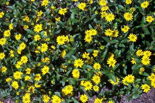 Vista 3 de Semillas de zinnia rastreras - Flores naranjas semi-dobles con centros oscuros hermosos (25 - semillas)