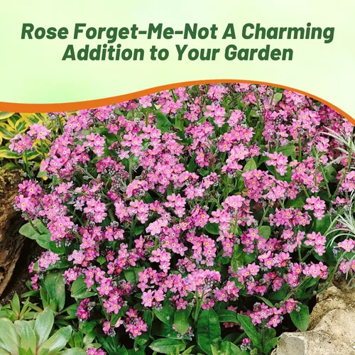 Vista 6 de Outsidepride 5000 semillas perennes Myosotis Alpestris Forget-Me-Not Rose Garden Semillas de flores para plantar