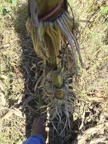Vista 5 de 1136B-Semillas de maíz amarillo peruano gigante (mays-Maze) de Robsrareandgiantseeds UPC0764425787525 Sin OMG, orgánicas, plantas históricas