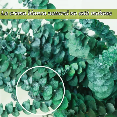 Vista 7 de 20 tallos de eucalipto seco preservado, ramas de eucalipto natural de 17 pulgadas para ducha, planta real para relleno de jarrón, arreglo de flores