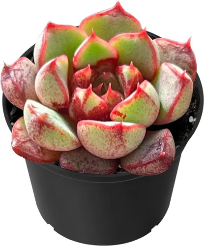 Vista 5 de Sprout N Green Echeveria 'Ball of Fat', planta suculenta viva rara totalmente enraizada en maceta de 2 pulgadas con tierra, oficina en casa