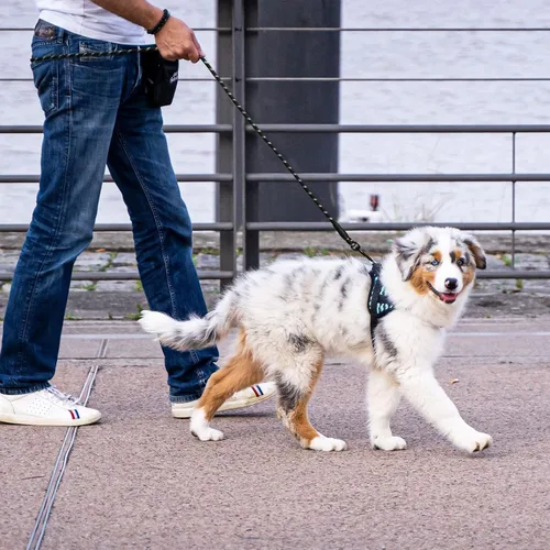 Vista 6 de Correa fuerte para perro de 5 pies con hilos altamente reflectantes, 360° sin enredos y asa acolchada cómoda, adecuada para perros pequeños