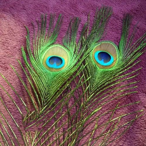 Vista 4 de 100 plumas de pavo real naturales con ojo