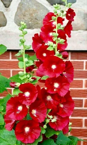 Vista 2 de Semillas Red Hollyhock Gigante Malva Flores de jardín perennes para plantar