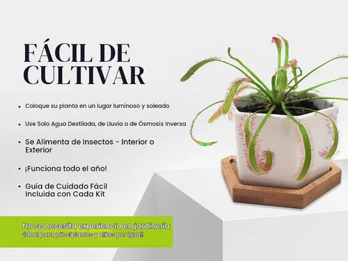 Vista 2 de Cape Sundew Plant Live, maceta de cerámica, alimento para plantas carnívoras, suelo, pinzas