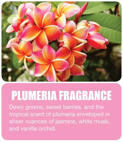 Vista 2 de Big D 475 Desodorante concentrado para dispensadores de aerosol medidor, fragancia Plumeria, 7 onzas (paquete de 12) – Ambientador ideal para baños