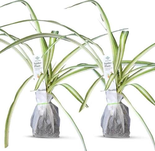 Vista 15 de Plantas de aloe coral (Aloe striata) - Suculenta viva con llamativos bordes rosados y hojas lisas y planas para jardinería en interiores
