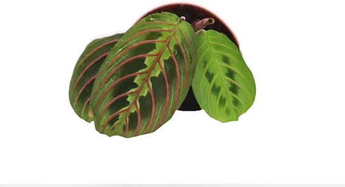 Vista 2 de Oración Maranta Roja -2.5" de California Tropicals