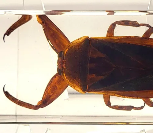 Vista 35 de 44mm Hormiga gigante tropical real en resina de lucita transparente cristalina, espécimen preservado Pseudoneoponera Rufipes, taxidermia