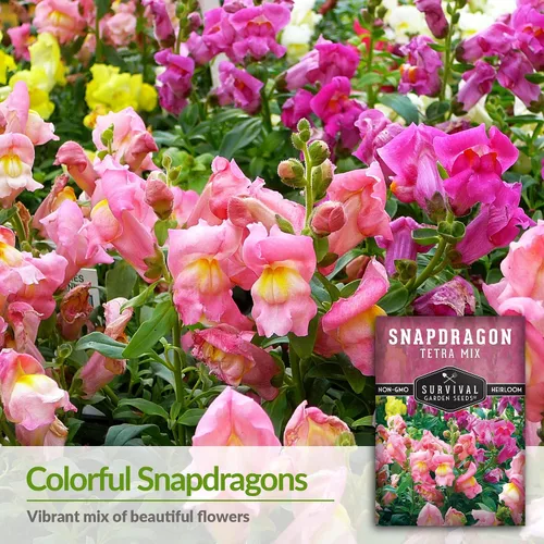 Vista 3 de Survival Garden Seeds - Semillas de mezcla de tetra Snapdragon para plantar - Paquete con instrucciones para plantar y cultivar hermosas flores