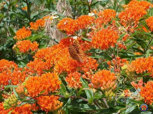 Vista 2 de 40 semillas de algodoncillo mariposa Asclepias tuberosa nativa perenne para monarcas