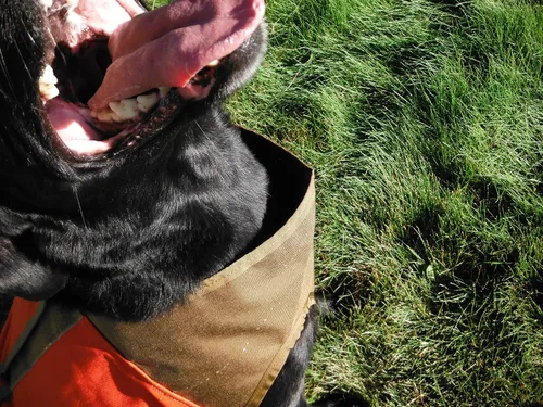 Vista 3 de CUGA Chaleco Serious Protection for The Active Dog (MED, Naranja/Coyote)