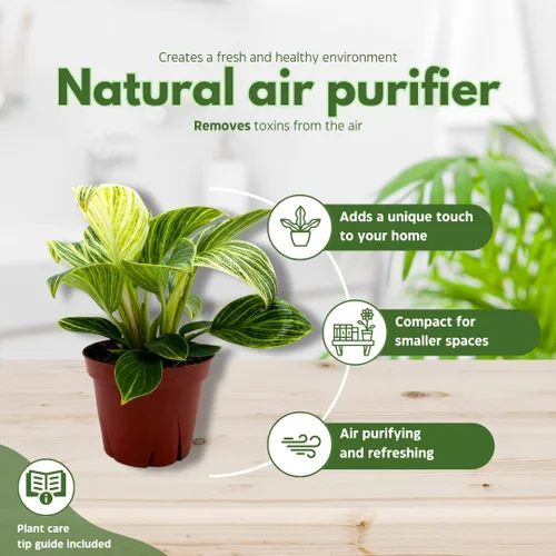Vista 8 de BubbleBlooms Philodendron Birkin abigarrado 4 pulgadas