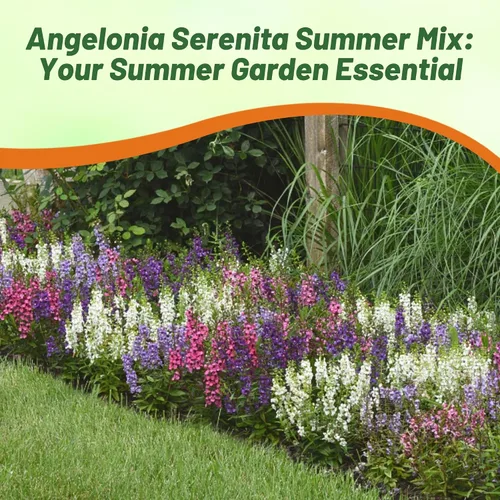 Vista 6 de Outsidepride Serenita Mix Angelonia - Semillas de dragón para plantar, 15 semillas de flores perennes, aptas para polinizadores, tolerantes al