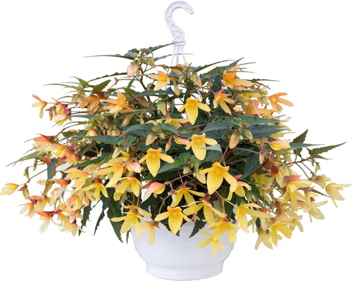 Vista 7 de Outsidepride Melow - Semillas de begonia amarilla Groovy para plantar, 10 semillas de flores perennes con flores grandes, hábito de crecimiento