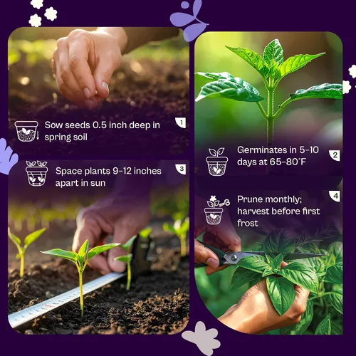 Vista 5 de SVI 2000 semillas de albahaca genovesa (Ocimum basilicum) - Paquetes de semillas de albahaca dulce - Semillas aromáticas de hierbas culinarias